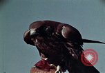 Image of peregrine falcon California United States USA, 1970, second 21 stock footage video 65675031951