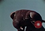 Image of peregrine falcon California United States USA, 1970, second 22 stock footage video 65675031951