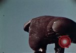 Image of peregrine falcon California United States USA, 1970, second 23 stock footage video 65675031951