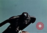 Image of peregrine falcon California United States USA, 1970, second 24 stock footage video 65675031951