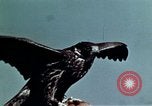 Image of peregrine falcon California United States USA, 1970, second 25 stock footage video 65675031951
