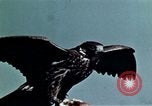 Image of peregrine falcon California United States USA, 1970, second 26 stock footage video 65675031951