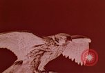 Image of peregrine falcon California United States USA, 1970, second 28 stock footage video 65675031951