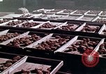 Image of reforest areas California United States USA, 1970, second 15 stock footage video 65675031952