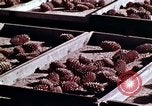 Image of reforest areas California United States USA, 1970, second 20 stock footage video 65675031952