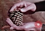 Image of reforest areas California United States USA, 1970, second 21 stock footage video 65675031952