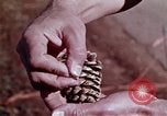 Image of reforest areas California United States USA, 1970, second 23 stock footage video 65675031952