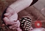 Image of reforest areas California United States USA, 1970, second 24 stock footage video 65675031952