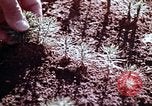 Image of reforest areas California United States USA, 1970, second 25 stock footage video 65675031952