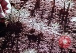 Image of reforest areas California United States USA, 1970, second 26 stock footage video 65675031952