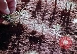 Image of reforest areas California United States USA, 1970, second 27 stock footage video 65675031952