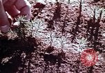 Image of reforest areas California United States USA, 1970, second 28 stock footage video 65675031952