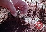 Image of reforest areas California United States USA, 1970, second 29 stock footage video 65675031952