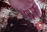 Image of reforest areas California United States USA, 1970, second 30 stock footage video 65675031952