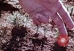 Image of reforest areas California United States USA, 1970, second 31 stock footage video 65675031952