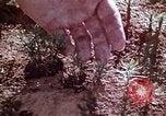 Image of reforest areas California United States USA, 1970, second 32 stock footage video 65675031952