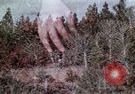 Image of reforest areas California United States USA, 1970, second 38 stock footage video 65675031952