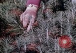Image of reforest areas California United States USA, 1970, second 40 stock footage video 65675031952