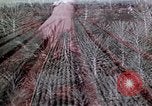 Image of reforest areas California United States USA, 1970, second 41 stock footage video 65675031952