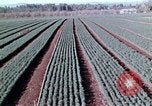 Image of reforest areas California United States USA, 1970, second 42 stock footage video 65675031952