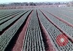 Image of reforest areas California United States USA, 1970, second 43 stock footage video 65675031952