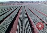 Image of reforest areas California United States USA, 1970, second 44 stock footage video 65675031952
