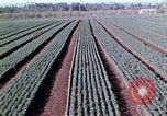 Image of reforest areas California United States USA, 1970, second 45 stock footage video 65675031952