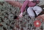 Image of reforest areas California United States USA, 1970, second 46 stock footage video 65675031952
