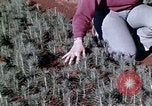 Image of reforest areas California United States USA, 1970, second 47 stock footage video 65675031952