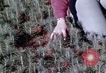 Image of reforest areas California United States USA, 1970, second 48 stock footage video 65675031952
