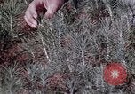 Image of reforest areas California United States USA, 1970, second 50 stock footage video 65675031952