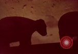 Image of wildfire California United States USA, 1970, second 14 stock footage video 65675031954