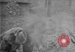 Image of John Burroughs West Park New York USA, 1920, second 52 stock footage video 65675031989