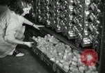 Standbild Huhn ausgebrütet New Brunswick New Jersey USA, 1941, aus Sekunde 4 historischem Filmmaterial Videoclip 65675032025