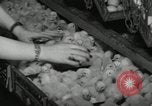 Standbild Huhn ausgebrütet New Brunswick New Jersey USA, 1941, aus Sekunde 7 historischem Filmmaterial Videoclip 65675032025