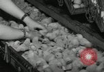 Standbild Huhn ausgebrütet New Brunswick New Jersey USA, 1941, aus Sekunde 8 historischem Filmmaterial Videoclip 65675032025