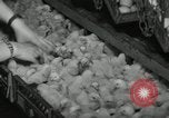 Standbild Huhn ausgebrütet New Brunswick New Jersey USA, 1941, aus Sekunde 9 historischem Filmmaterial Videoclip 65675032025