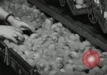 Standbild Huhn ausgebrütet New Brunswick New Jersey USA, 1941, aus Sekunde 10 historischem Filmmaterial Videoclip 65675032025