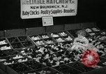 Standbild Huhn ausgebrütet New Brunswick New Jersey USA, 1941, aus Sekunde 12 historischem Filmmaterial Videoclip 65675032025