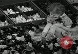 Standbild Huhn ausgebrütet New Brunswick New Jersey USA, 1941, aus Sekunde 14 historischem Filmmaterial Videoclip 65675032025