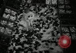 Standbild Huhn ausgebrütet New Brunswick New Jersey USA, 1941, aus Sekunde 18 historischem Filmmaterial Videoclip 65675032025