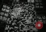 Standbild Huhn ausgebrütet New Brunswick New Jersey USA, 1941, aus Sekunde 19 historischem Filmmaterial Videoclip 65675032025