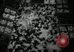 Standbild Huhn ausgebrütet New Brunswick New Jersey USA, 1941, aus Sekunde 20 historischem Filmmaterial Videoclip 65675032025
