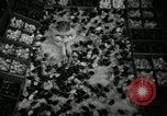 Standbild Huhn ausgebrütet New Brunswick New Jersey USA, 1941, aus Sekunde 21 historischem Filmmaterial Videoclip 65675032025