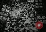 Standbild Huhn ausgebrütet New Brunswick New Jersey USA, 1941, aus Sekunde 22 historischem Filmmaterial Videoclip 65675032025