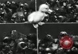Standbild Huhn ausgebrütet New Brunswick New Jersey USA, 1941, aus Sekunde 28 historischem Filmmaterial Videoclip 65675032025