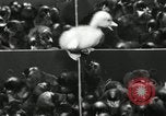 Standbild Huhn ausgebrütet New Brunswick New Jersey USA, 1941, aus Sekunde 29 historischem Filmmaterial Videoclip 65675032025