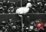 Standbild Huhn ausgebrütet New Brunswick New Jersey USA, 1941, aus Sekunde 30 historischem Filmmaterial Videoclip 65675032025