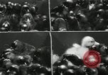 Standbild Huhn ausgebrütet New Brunswick New Jersey USA, 1941, aus Sekunde 32 historischem Filmmaterial Videoclip 65675032025