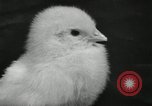 Standbild Huhn ausgebrütet New Brunswick New Jersey USA, 1941, aus Sekunde 38 historischem Filmmaterial Videoclip 65675032025